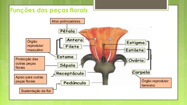 Estrutura e função da flor