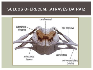 SULCOS OFERECEM...ATRAVÉS DA RAIZ
 