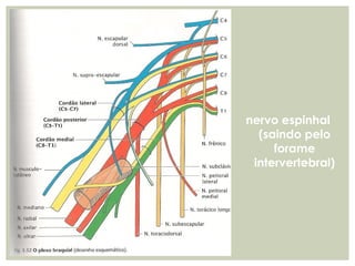 nervo espinhal
(saindo pelo
forame
intervertebral)
 