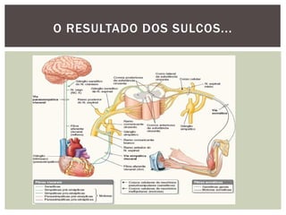 O RESULTADO DOS SULCOS...
 
