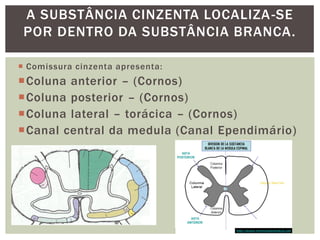  Comissura cinzenta apresenta:
Coluna anterior – (Cornos)
Coluna posterior – (Cornos)
Coluna lateral – torácica – (Cornos)
Canal central da medula (Canal Ependimário)
A SUBSTÂNCIA CINZENTA LOCALIZA-SE
POR DENTRO DA SUBSTÂNCIA BRANCA.
 