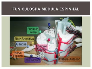 FUNICULOSDA MEDULA ESPINHAL
 