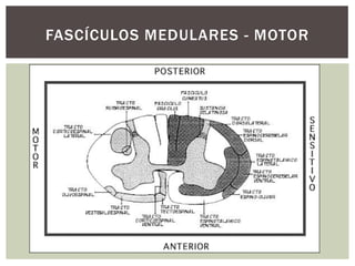 FASCÍCULOS MEDULARES - MOTOR
 
