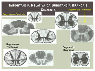 IMPORTÂNCIA RELATIVA DA SUBSTÂNCIA BRANCA E
CINZENTA
Segmentos Cervicais
Segmentos
Torácicos
Segmentos Lombares
Segmento
Sagrados
 