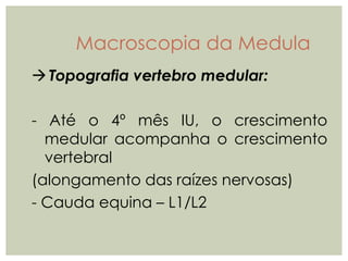 Topografia vertebro medular:
- Até o 4º mês IU, o crescimento
medular acompanha o crescimento
vertebral
(alongamento das raízes nervosas)
- Cauda equina – L1/L2
Macroscopia da Medula
 