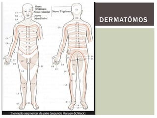 DERMATÓMOS
 