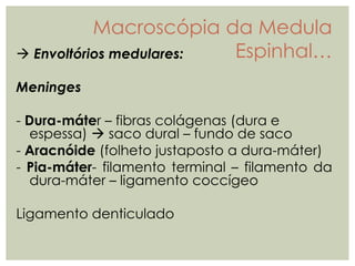  Envoltórios medulares:
Meninges
- Dura-máter – fibras colágenas (dura e
espessa)  saco dural – fundo de saco
- Aracnóide (folheto justaposto a dura-máter)
- Pia-máter- filamento terminal – filamento da
dura-máter – ligamento coccígeo
Ligamento denticulado
Macroscópia da Medula
Espinhal…
 