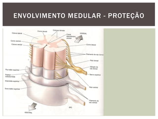 ENVOLVIMENTO MEDULAR - PROTEÇÃO
 