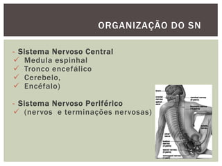 - Sistema Nervoso Central
 Medula espinhal
 Tronco encefálico
 Cerebelo,
 Encéfalo)
- Sistema Nervoso Periférico
 (nervos e terminações nervosas)
ORGANIZAÇÃO DO SN
 