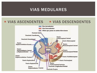  VIAS ASCENDENTES  VIAS DESCENDENTES
VIAS MEDULARES
 