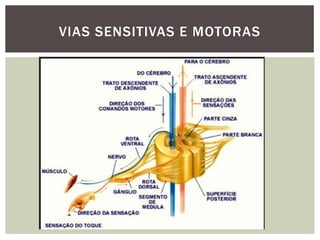 VIAS SENSITIVAS E MOTORAS
 