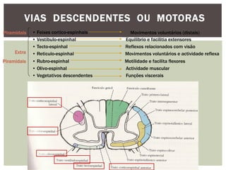 VIAS DESCENDENTES OU MOTORAS
• Reticulo-espinhal Movimentos voluntários e actividade reflexa
• Rubro-espinhal Motilidade e facilita flexores
• Olivo-espinhal Actividade muscular
• Vegetativos descendentes Funções viscerais
• Tecto-espinhal Reflexos relacionados com visão
• Vestibulo-espinhal Equilibrio e facilitia extensores
• Feixes cortico-espinhais Movimentos voluntários (distais)Piramidais
Extra
Piramidais
 