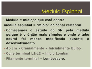 - Medula = miolo/o que está dentro
medula espinhal = “miolo” do canal vertebral
- Começamos o estudo do SN pela medula
porque é o órgão mais simples e onde o tubo
neural foi menos modificado durante o
desenvolvimento.
- 45 cm - Cranialmente – Inicialmente Bulbo
- Cone terminal L1-L2 – Inicio Lombar
- Filamento terminal – Lombosacro.
Medula Espinhal
 