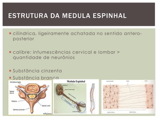  cilíndrica, ligeiramente achatada no sentido antero-
posterior
 calibre: intumescências cervical e lombar >
quantidade de neurônios
 Substância cinzenta
 Substância branca
ESTRUTURA DA MEDULA ESPINHAL
 