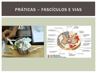 PRÁTICAS – FASCÍCULOS E VIAS
 