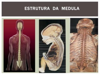 ESTRUTURA DA MEDULA
 