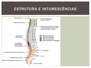 ESTRUTURA E INTUMESCÊNCIAS
 