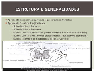  Apresenta as mesmas curvaturas que a Coluna Vertebral
 Apresenta 6 sulcos longitudinais:
 Sulco Mediano Anterior
 Sulco Mediano Posterior
 Sulcos Laterais Anteriores (raízes ventrais dos Nervos Espinhais)
 Sulcos Laterais Posteriores (raízes dorsais dos Nervos Espinhais)
 Sulcos Intermédios Posteriores (Medula Cervical)
ESTRUTURA E GENERALIDADES
 