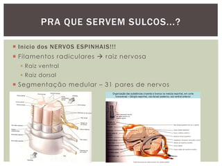  Inicio dos NERVOS ESPINHAIS!!!
 Filamentos radiculares  raiz nervosa
 Raiz ventral
 Raiz dorsal
 Segmentação medular – 31 pares de nervos
PRA QUE SERVEM SULCOS...?
 