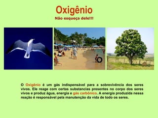 Oxigênio Não esqueça dele!!! O  Oxigênio  é um gás indispensável para a sobrevivência dos seres vivos. Ele reage com certas substancias presentes no corpo dos seres vivos e produz água, energia e  gás carbônico . A energia produzida nessa reação é responsável pela manutenção da vida de todo os seres.  