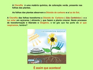 As folhas das plantas absorvem o  Dióxido de carbono  e a  luz do Sol .   A  Clorofila  é uma matéria química, de coloração verde, presente nas folhas das plantas. A  Clorofila  das folhas transforma o  Dióxido de  Carbono  (  Gás Carbônico  )   e a  luz solar  em açúcares ( alimento ), que fazem a planta crescer. Neste processo de transformação é liberado o  Oxigênio,  o tal gás que faz parte do  ar que respiramos , lembra? É assim que acontece! 