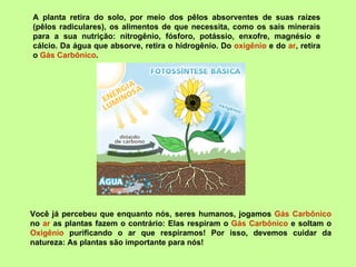 Você já percebeu que enquanto nós, seres humanos, jogamos  Gás Carbônico  no  ar  as plantas fazem o contrário: Elas respiram o  Gás Carbônico  e soltam o  Oxigênio  purificando o ar que respiramos! Por isso, devemos cuidar da natureza: As plantas são importante para nós! A planta retira do solo, por meio dos pêlos absorventes de suas raízes (pêlos radiculares), os alimentos de que necessita, como os sais minerais para a sua nutrição: nitrogênio, fósforo, potássio, enxofre, magnésio e cálcio. Da água que absorve, retira o hidrogênio. Do  oxigênio  e do  ar , retira o  Gás Carbônico .  
