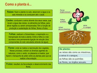 Como a planta é... Raízes:  fixam a planta no solo, absorvem a água e os sais minerais e os conduzem até o caule.  Caules:  conduzem a seiva através dos seus vasos, que levam a água das raízes, os alimentos às folhas, para ativar regiões ou serem armazenadas.Têm a função de produção e sustentação de folhas, flores e frutos. Folhas:  realizam a fotossíntese, a respiração e a transpiração de toda a planta. Entre a folha e a raiz acontece uma permanente ligação de solução (dos componentes do solo veiculados através da água). Flores:  onde se realiza a reprodução dos vegetais. Nesse processo, entram os diversos agentes da natureza, como o vento, os pássaros e insetos, que fazem o transporte de pólen entre as plantas para que se realize a fecundação.  Frutos:  resultam da fecundação e desenvolvimento das flores.  Na planta:  as raízes são como os intestinos; a seiva é o sangue; as folhas são os pulmões as flores, os órgãos sexuais. 