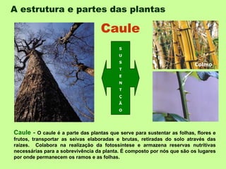 A estrutura e partes das plantas   Caule -  O caule é a parte das plantas que serve para sustentar as folhas, flores e frutos, transportar as seivas elaboradas e brutas, retiradas do solo através das raízes.  Colabora na realização da fotossíntese e armazena reservas nutritivas necessárias para a sobrevivência da planta. É composto por nós que são os lugares por onde permanecem os ramos e as folhas.  Caule   S U S T E N T Ç Ã O Colmo 
