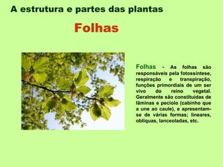 A estrutura e partes das plantas   Folhas -  As folhas são responsáveis pela fotossíntese, respiração e transpiração, funções primordiais de um ser vivo do reino vegetal. Geralmente são constituídas de lâminas e pecíolo (cabinho que a une ao caule), e apresentam-se de várias formas; lineares, oblíquas, lanceoladas, etc.  Folhas   