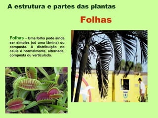 A estrutura e partes das plantas   Folhas -  Uma folha pode ainda ser simples (só uma lâmina) ou composta. A distribuição no caule é normalmente, alternada, composta ou verticulada.  Folhas   