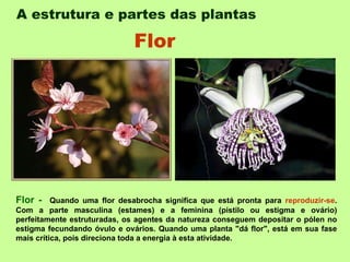 A estrutura e partes das plantas   Flor -  Quando uma flor desabrocha significa que está pronta para  reproduzir-se . Com a parte masculina (estames) e a feminina (pistilo ou estigma e ovário) perfeitamente estruturadas, os agentes da natureza conseguem depositar o pólen no estigma fecundando óvulo e ovários. Quando uma planta "dá flor", está em sua fase mais crítica, pois direciona toda a energia à esta atividade. Flor 