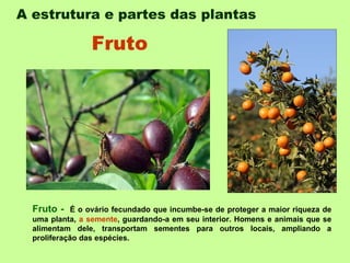 A estrutura e partes das plantas   Fruto -  É o ovário fecundado que incumbe-se de proteger a maior riqueza de uma planta,  a semente , guardando-a em seu interior. Homens e animais que se alimentam dele, transportam sementes para outros locais, ampliando a proliferação das espécies.  Fruto 