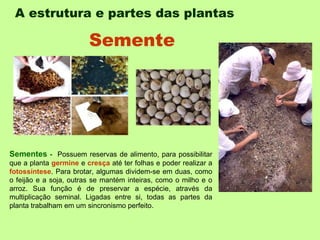 A estrutura e partes das plantas   Sementes  -  Possuem reservas de alimento, para possibilitar que a planta  germine  e  cresça  até ter folhas e poder realizar a  fotossíntese . Para brotar, algumas dividem-se em duas, como o feijão e a soja, outras se mantém inteiras, como o milho e o arroz. Sua função é de preservar a espécie, através da multiplicação seminal. Ligadas entre si, todas as partes da planta trabalham em um sincronismo perfeito. Semente 