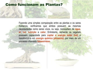 Fazendo uma simples comparação entre as plantas e os seres humanos, verificamos que ambos possuem as mesmas necessidades como seres vivos, ou seja, necessitam de  água ,  ar ,  luz ,  nutrição  e  calor . Entretanto, somente os vegetais possuem capacidade para  captar a energia solar (luz)  e transformá-la em  energia química (alimento),  por meio de um processo chamado  fotossíntese .   Como funcionam as Plantas? 