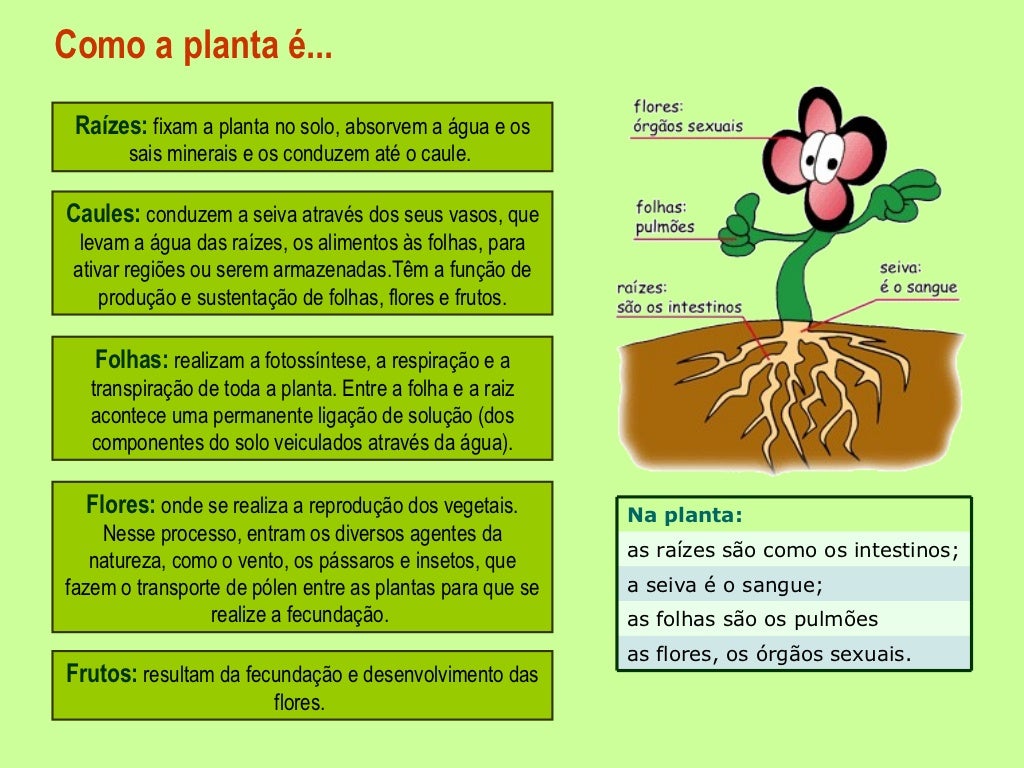 Estrutura e partes das plantas