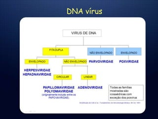 DNA vírus
 