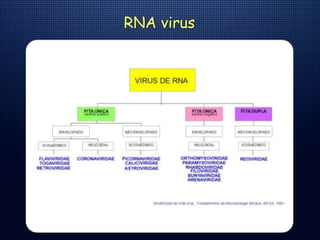RNA virus
 