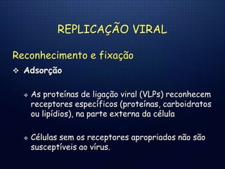 REPLICAÇÃO VIRAL
Reconhecimento e fixação
 Adsorção
 As proteínas de ligação viral (VLPs) reconhecem
receptores específicos (proteínas, carboidratos
ou lipídios), na parte externa da célula
 Células sem os receptores apropriados não são
susceptíveis ao vírus.
 