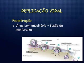 REPLICAÇÃO VIRAL
Penetração
 Vírus com envoltório – fusão de
membranas
 