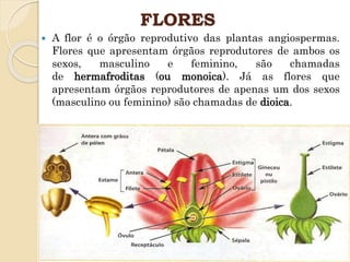Estruturas das plantas | PPTX