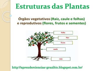 Estruturas das Plantas
http://aprenderciencias-grazibio.blogspot.com.br/
 