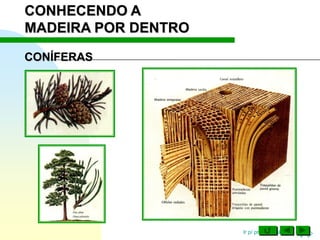 Ir p/ primeira página
CONHECENDO A
MADEIRA POR DENTRO
CONÍFERAS
 