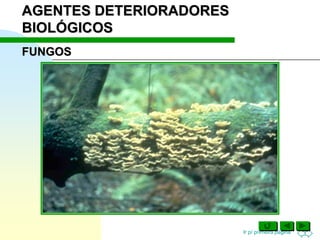 Ir p/ primeira página
AGENTES DETERIORADORES
BIOLÓGICOS
FUNGOS
 