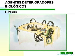 Ir p/ primeira página
FUNGOS
AGENTES DETERIORADORES
BIOLÓGICOS
 