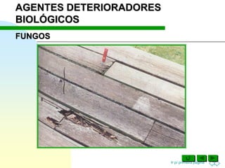 Ir p/ primeira página
FUNGOS
AGENTES DETERIORADORES
BIOLÓGICOS
 