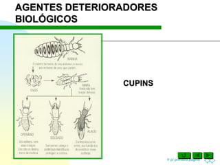 Ir p/ primeira página
CUPINS
AGENTES DETERIORADORES
BIOLÓGICOS
 