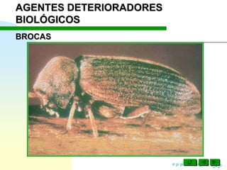 Ir p/ primeira página
BROCAS
AGENTES DETERIORADORES
BIOLÓGICOS
 