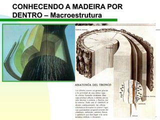 Ir p/ primeira página
CONHECENDO A MADEIRA POR
DENTRO – Macroestrutura
 
