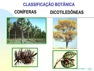 Ir p/ primeira página
CONÍFERAS DICOTILEDÔNEAS
CLASSIFICAÇÃO BOTÂNICA
 