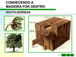 Ir p/ primeira página
CONHECENDO A
MADEIRA POR DENTRO
DICOTILEDÔNEAS
 